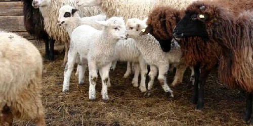 ovine oi