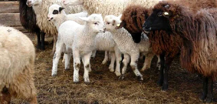 ovine oi