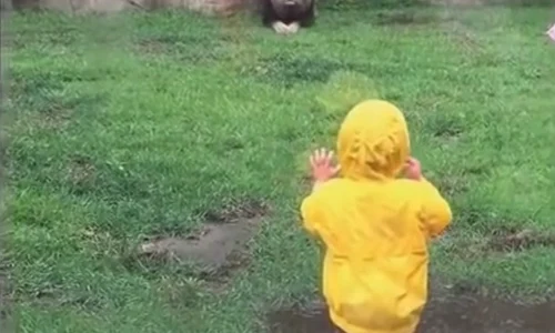 copil zoo jpeg