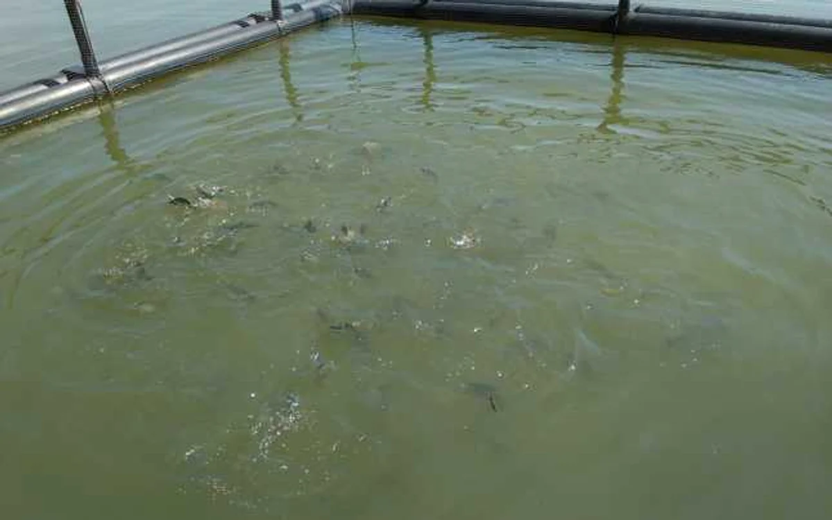 Domnitorii creşteau speciile clasice româneşti: crap, biban sau lin. FOTO: Bazin piscol la Staţiunea de Cercetare de la Nucet