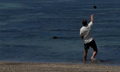 bărbat lovete foca monarh pe cale de disparitie Hawaii SUA Foto: captură video jpg