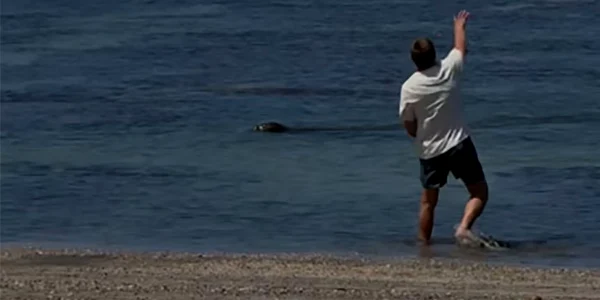 bărbat lovete foca monarh pe cale de disparitie Hawaii SUA Foto: captură video jpg