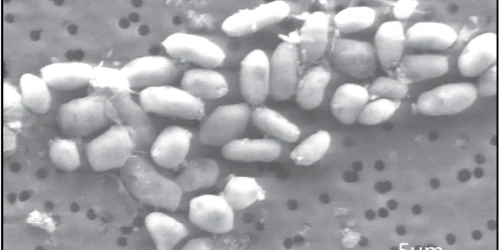 Bacteriile dezvoltate într-un mediu cu arsenic