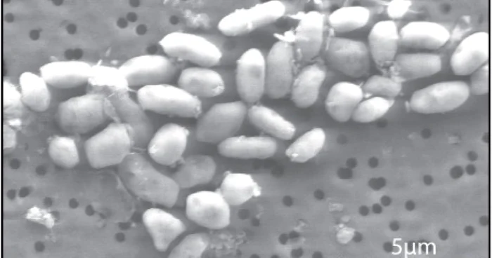 Bacteriile dezvoltate într-un mediu cu arsenic