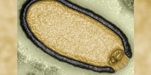 virus Zombie Jean Michel ClaverieIGS CNRS AMU jpg