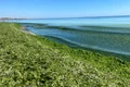 alge mare plaja jpeg