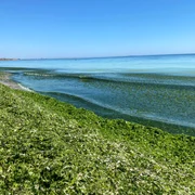 alge mare plaja jpeg