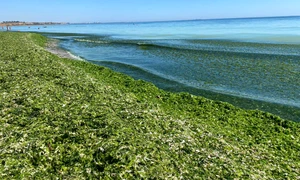 alge mare plaja jpeg