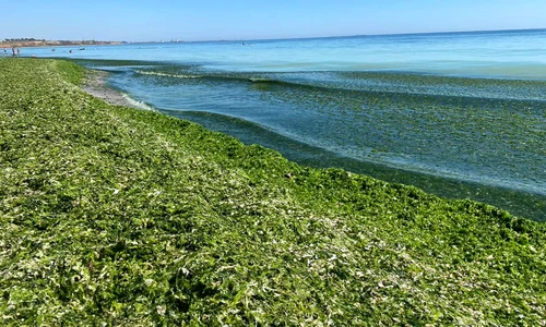 alge mare plaja jpeg