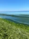 alge mare plaja jpeg