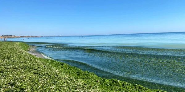 alge mare plaja jpeg