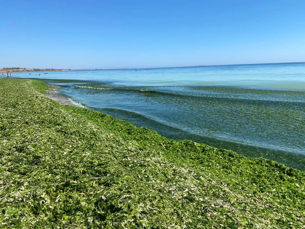 Mamaia, invadată de alge la începutul sezonului estival. Specialiștii spun că fenomenul este unul firesc