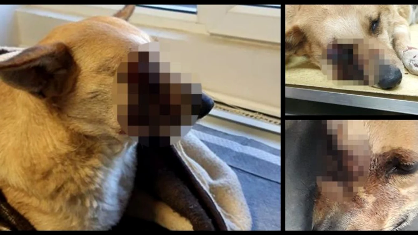 
    Câinele a fost mutilat după ce o petardă i-a explodat în gură  