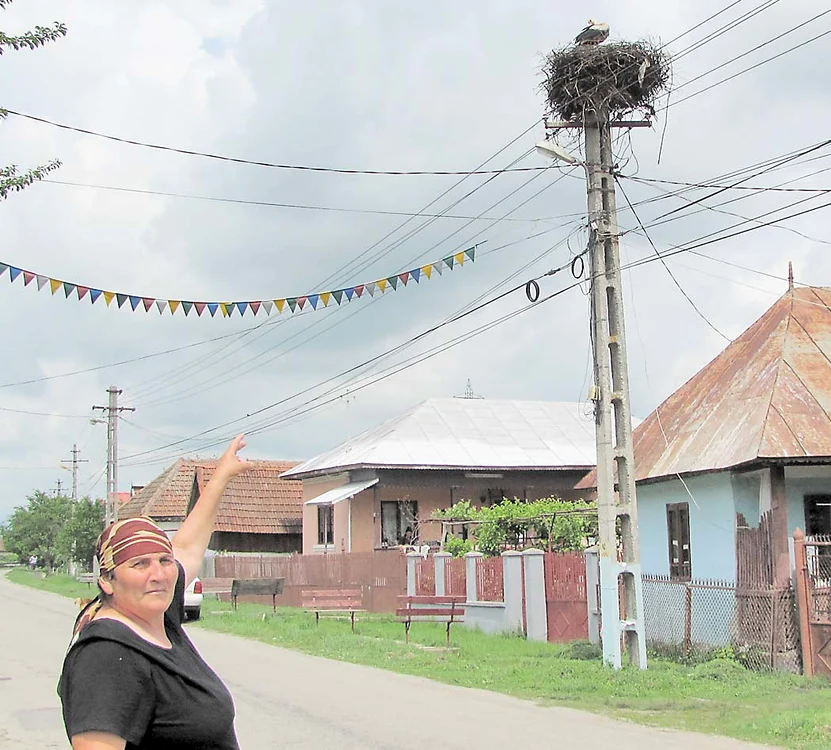 
    Octavia Stângaciu are grijă zilnic  de barza din faţa casei  