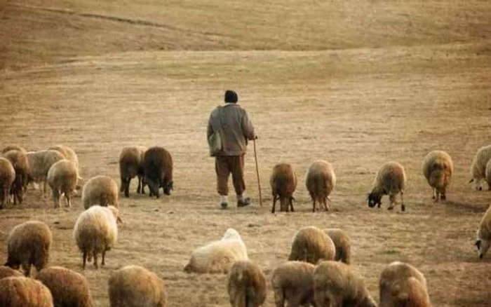 Cioban. FOTO www.graiulsalajului.ro