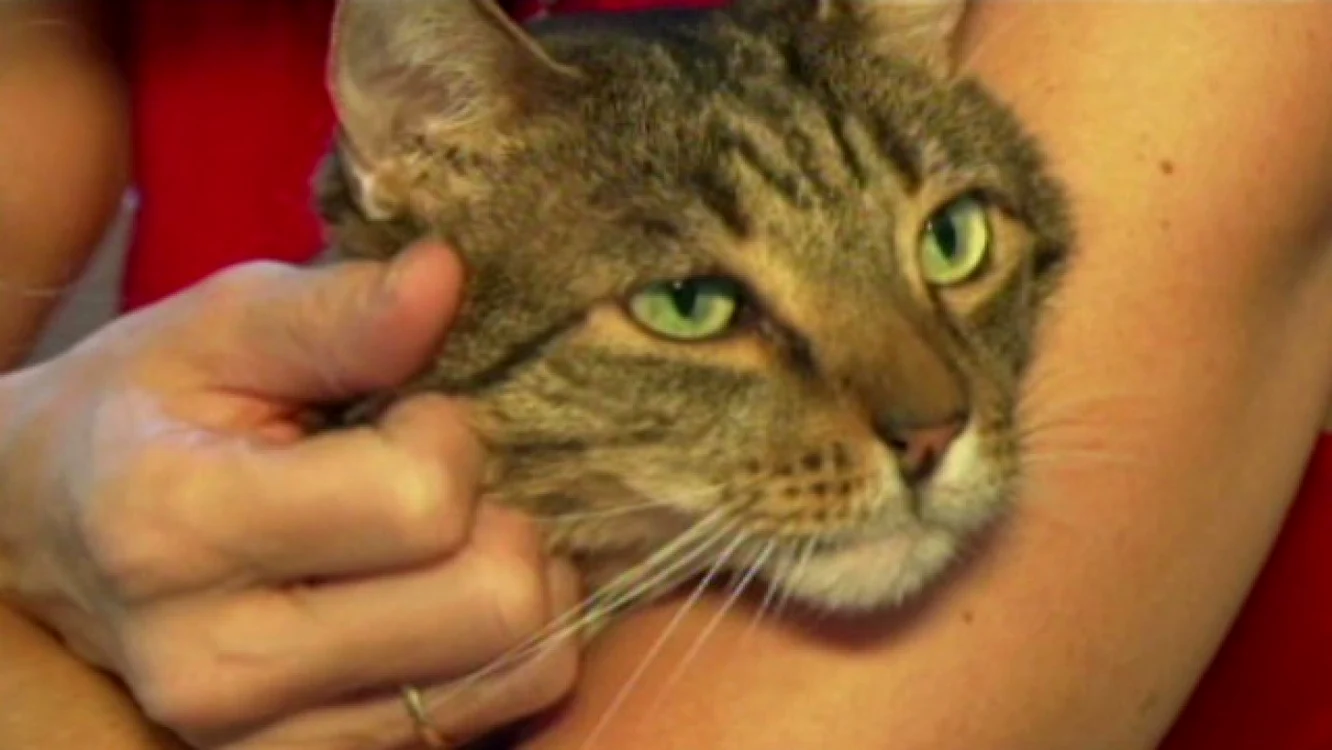 Motanul Buddy  FOTO captură CNN