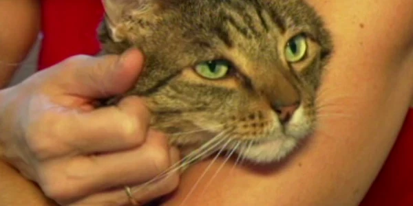 motanul buddy foto captura cnn