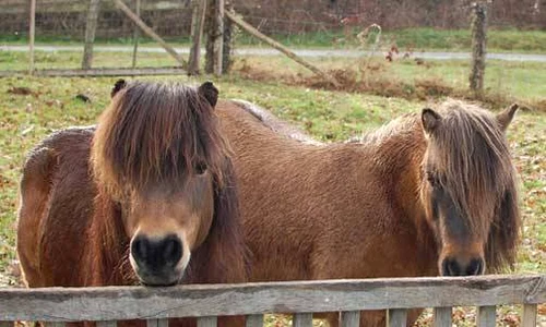 2ponies jpeg