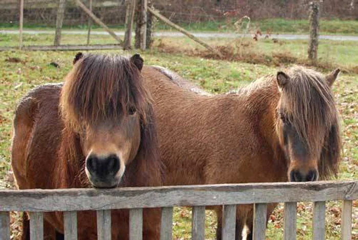 Cei doi ponei au fost abuzați sexual de către Alan Barnfield în 2012Foto: Freerangeadventure.com
