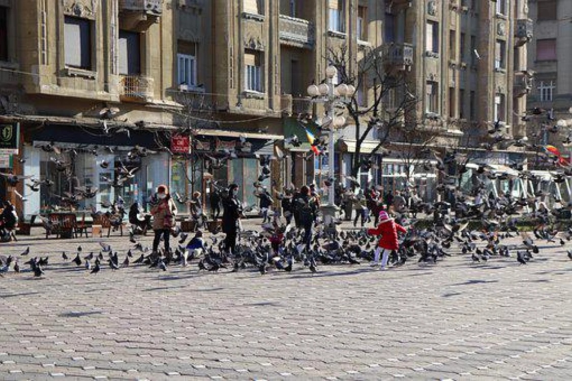 Mai multe orașe îi amendează pe cei care hrănesc porumbeii FOTO pixabay