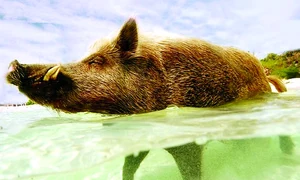 Porcul Babe este foarte norocos jpeg