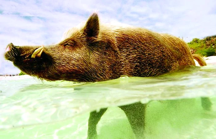 Porcul Babe este foarte norocos