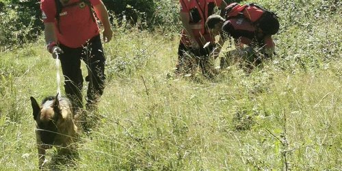 salvamont zarnesti caini jpg