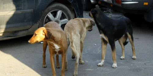 Fotoo arhivă Adevărul