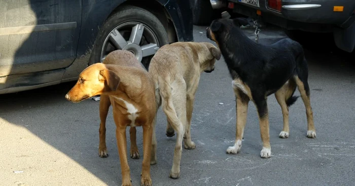 Fotoo arhivă Adevărul