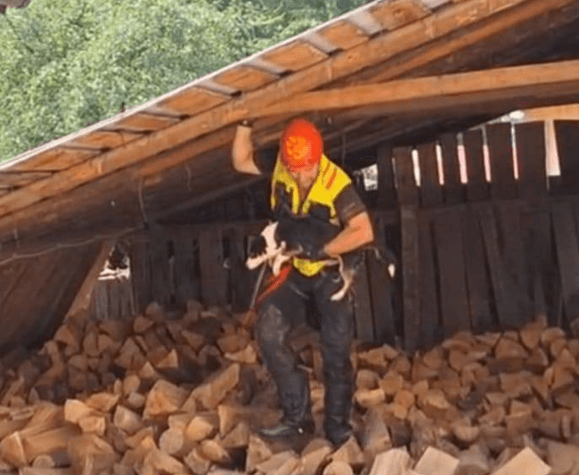 Relatarea devenită virală a unui salvator care a intervenit la Broșteni: „Unul îmi striga de pe mal să las câinele și să îi aduc butelia”
