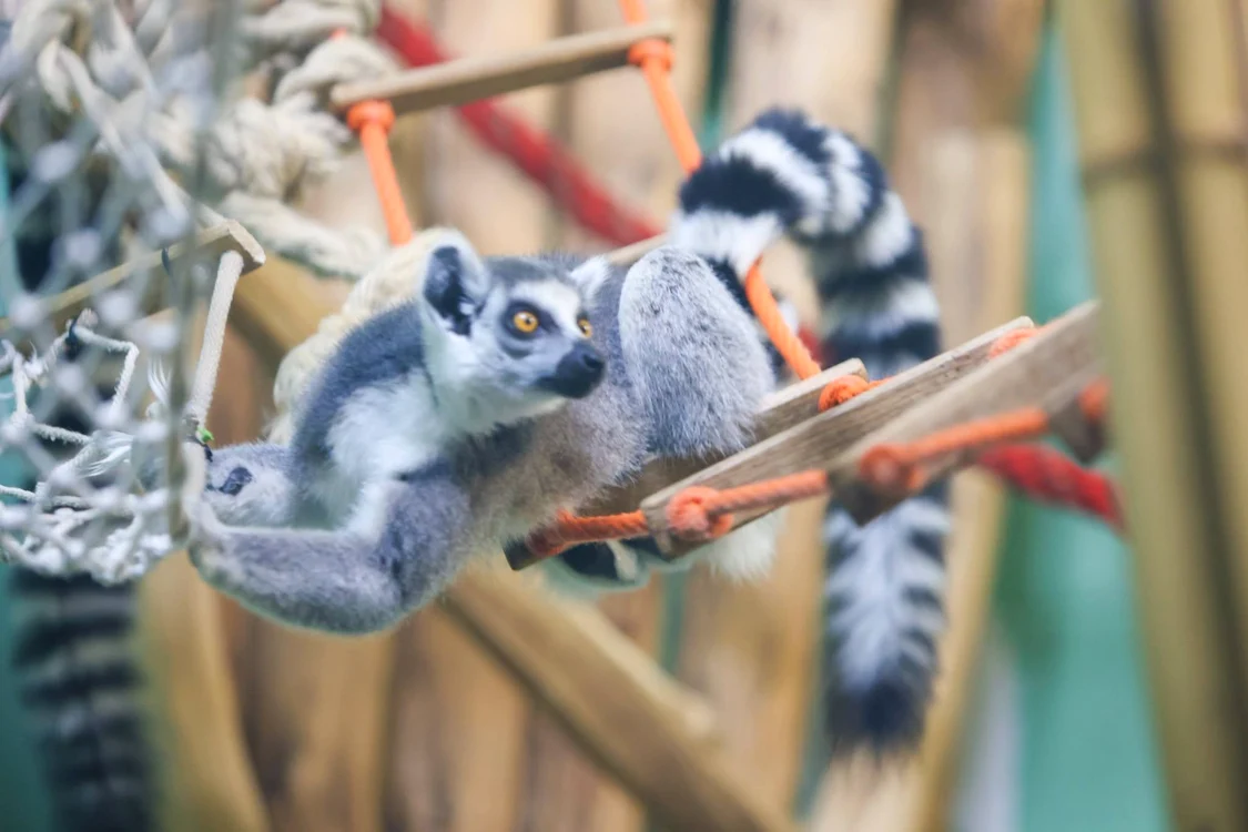 Pui de lemur de la Zoo Băneasa