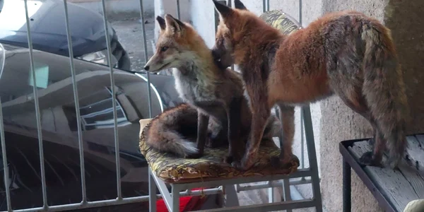vulpi arhive jpg