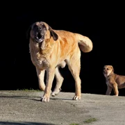 Caine din rasa Mastiff FOTO Shutterstock 