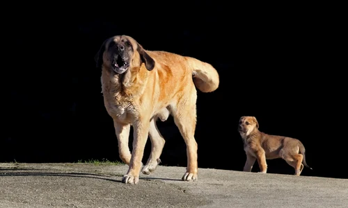 Caine din rasa Mastiff FOTO Shutterstock 