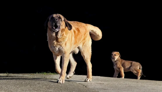 Caine din rasa Mastiff FOTO Shutterstock 