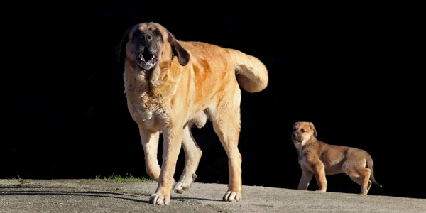Caine din rasa Mastiff FOTO Shutterstock 