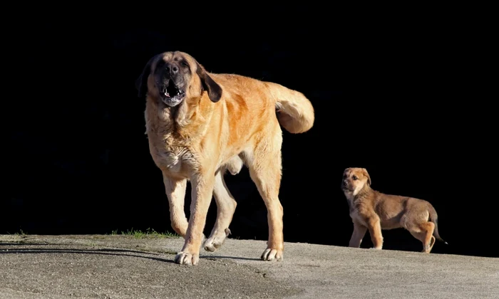 Caine din rasa Mastiff FOTO Shutterstock 