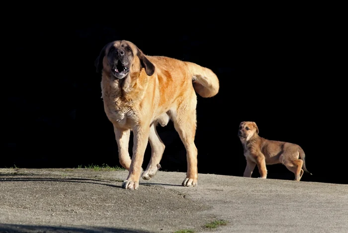 Câinele din rasa Mastiff este urmașul renumitului Molossus FOTO Shutersttock