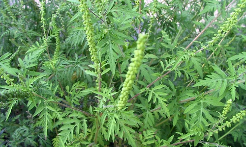 1 75039 original jpg jpeg