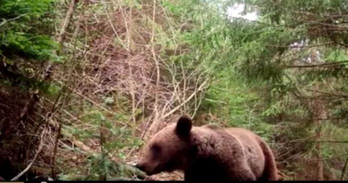 Ursul a fost filmat în Parcul Natural Putna