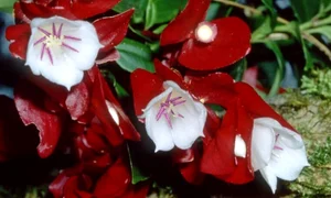 baza stanga jos (naturefiji org) jpg