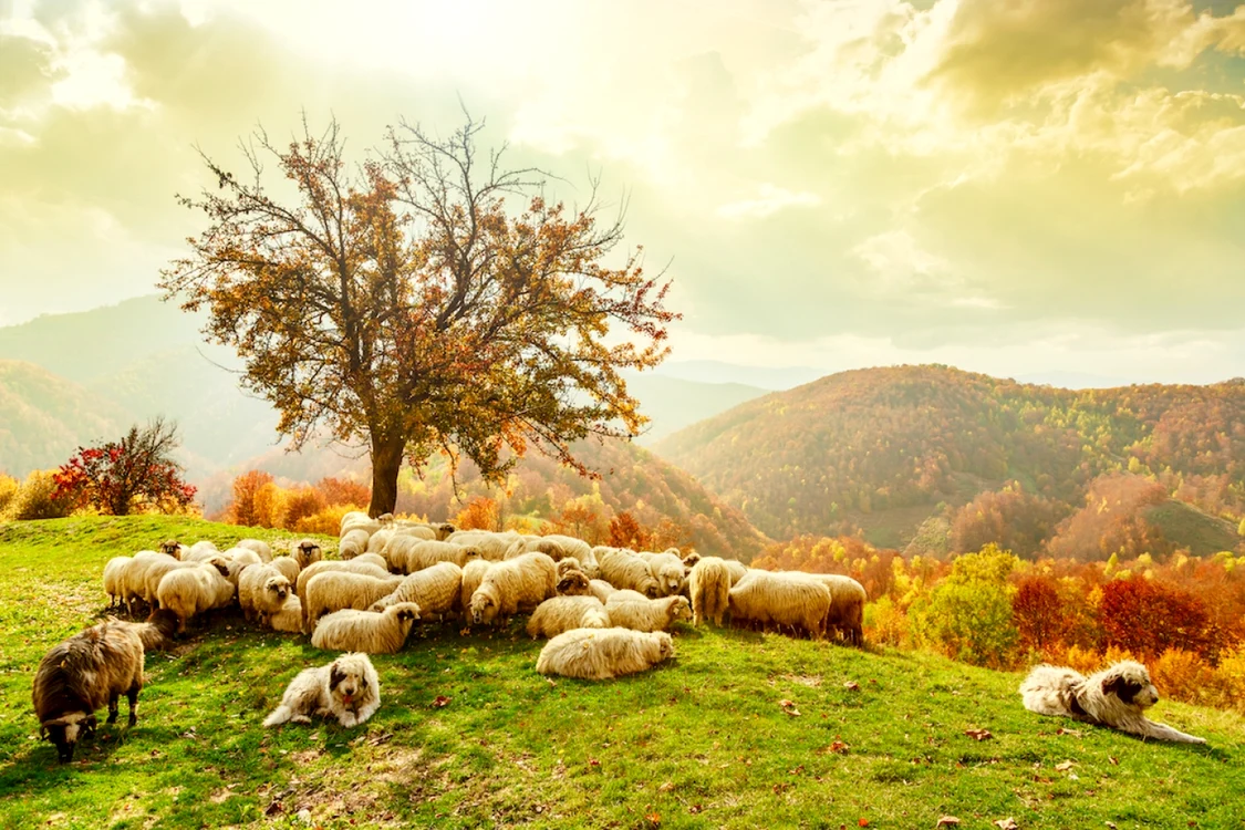 Sursă foto: Shutterstock