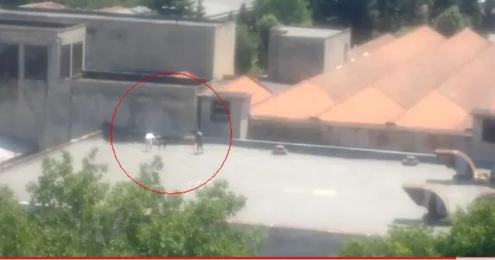 Câinele a fost abandonat pe o hală