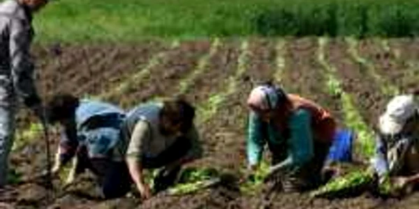 Foto Adevărul/Persoanele care muncesc în agricultura de subzistență vor fi ajutate să-și deschidă afaceri