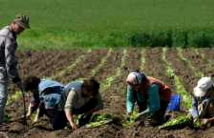 Cetăţenii din Uniunea Europeană vor putea cumpăra de la începutul anului viitor terenuri agricole din România FOTO Adevărul