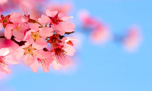 Roz şi albastru, într o imagine idilică de primăvară  jpeg