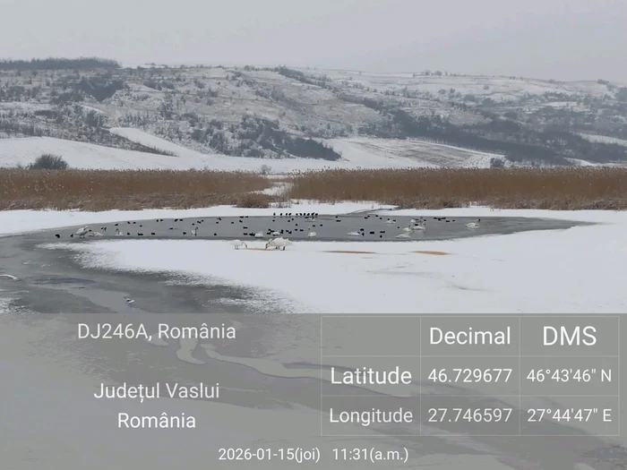 Cele opt cadavre au fost găsite pe lacul Moara Domnească FOTO: Gada de Mediu Vaslui