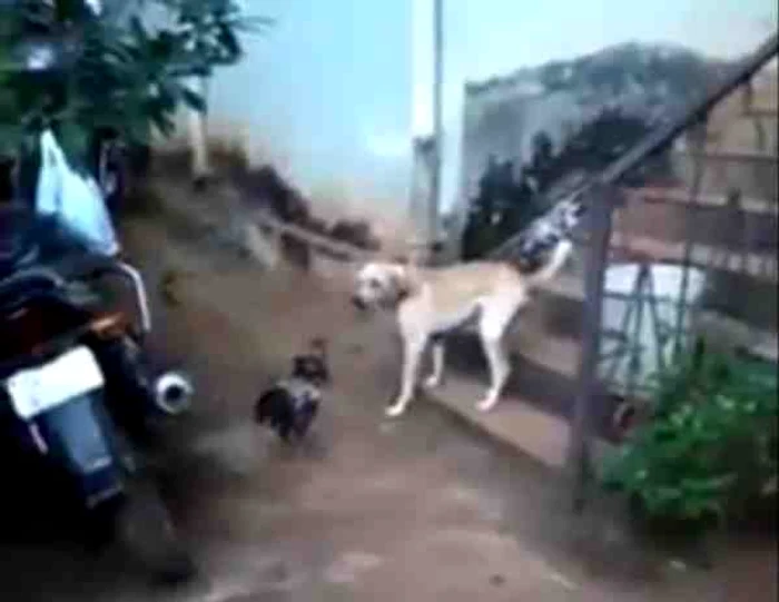 
    Câinele şi cocoşul nu se suportă, e clar!captură video  