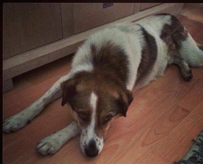 Căţelul Andreei Berecleanu