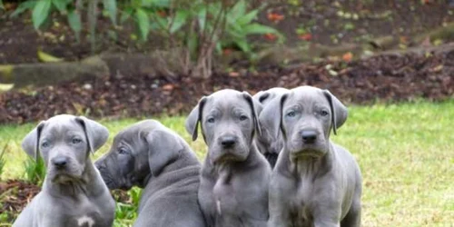 rase de caini care iubesc copiii